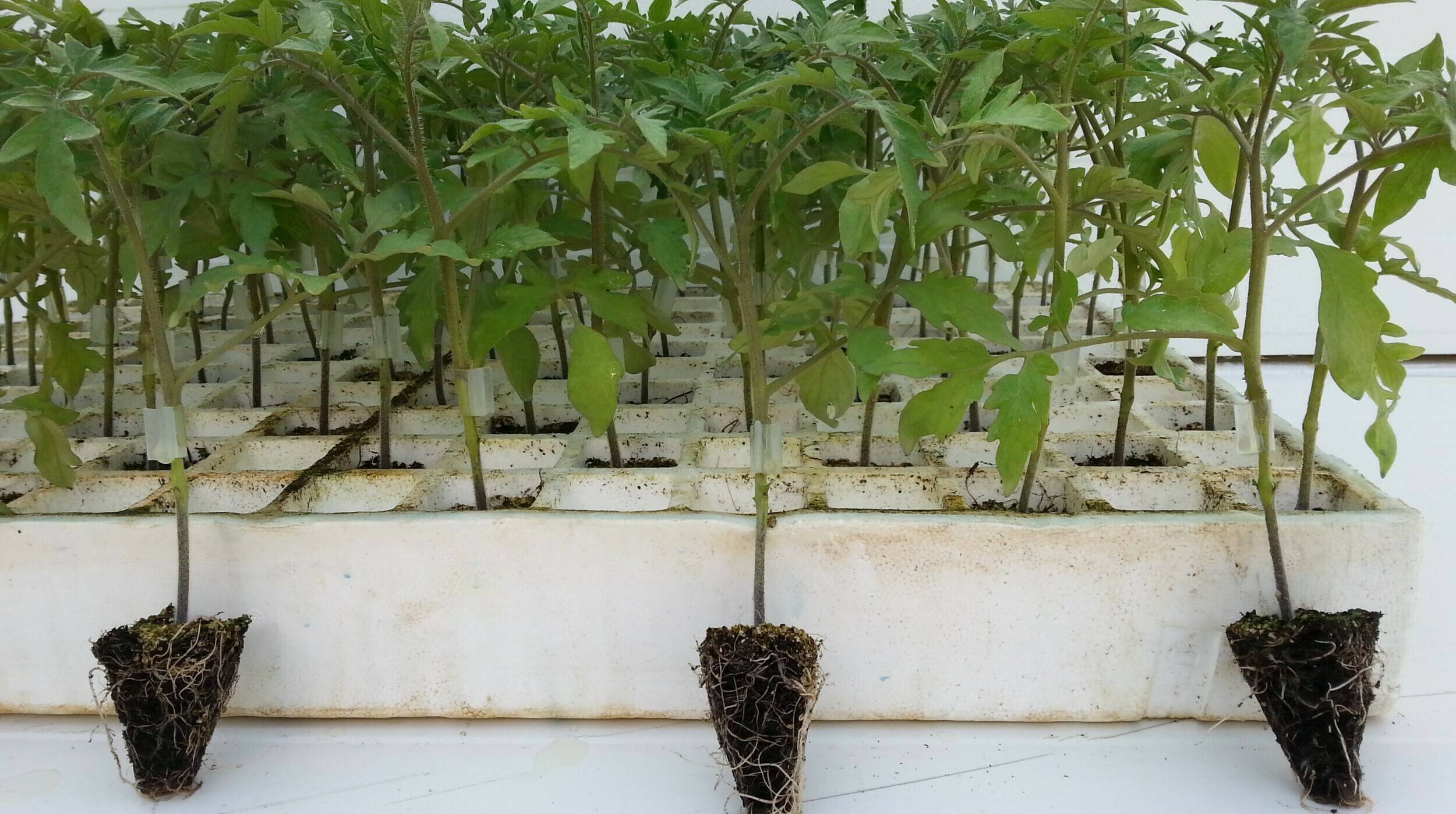 tomate-2|injerto pimiento|injertos horticolas 2